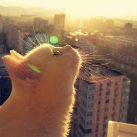 河南都市爆料猫咪新闻事件,温情救助背后的感人故事